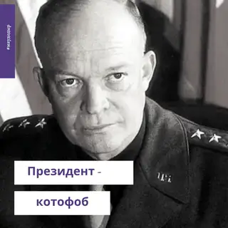 Найдена кошка в Столбцах — Страсти по котэ 💥
