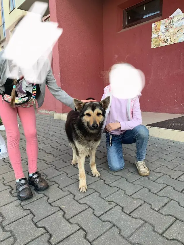 Найдена собака в Бресте — Бегает молодая собака в районе Грошыка, ул. Московская