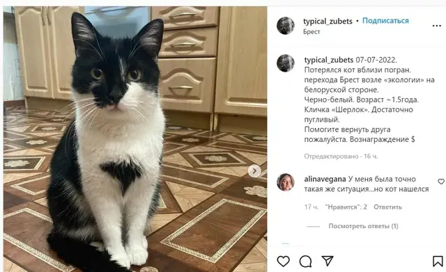 Пропала кошка в Бресте — Кот сбежал на дороге возле кольца в брестской крепости, если лицом по направлению очереди - справа…