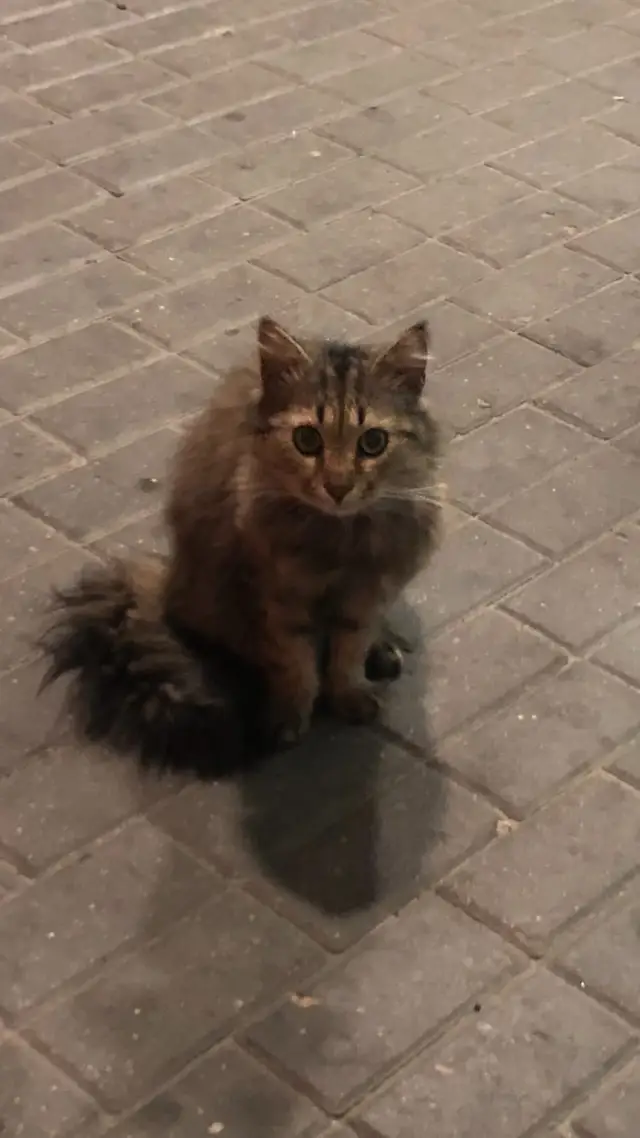 Найдена кошка в Бресте — фото объявления