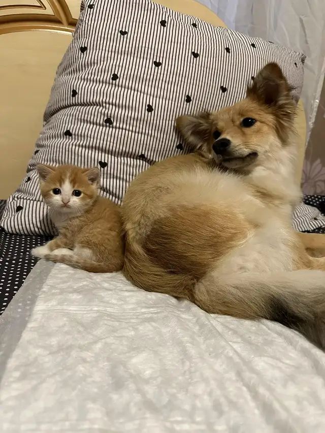 Найдена кошка в Бресте — СРОЧНО НУЖЕН ДОМ! Найден маленький котенок, мальчик, помогите пожалуйста найти ему семью. Находится в…