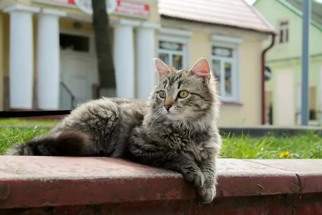 Пропала кошка в Бресте — фото объявления