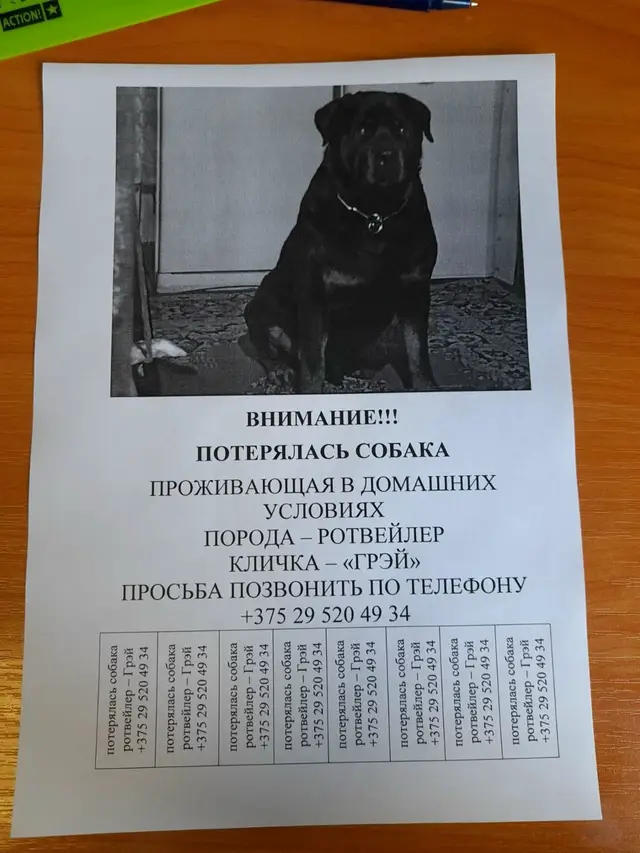 Пропала собака в Бресте — фото объявления