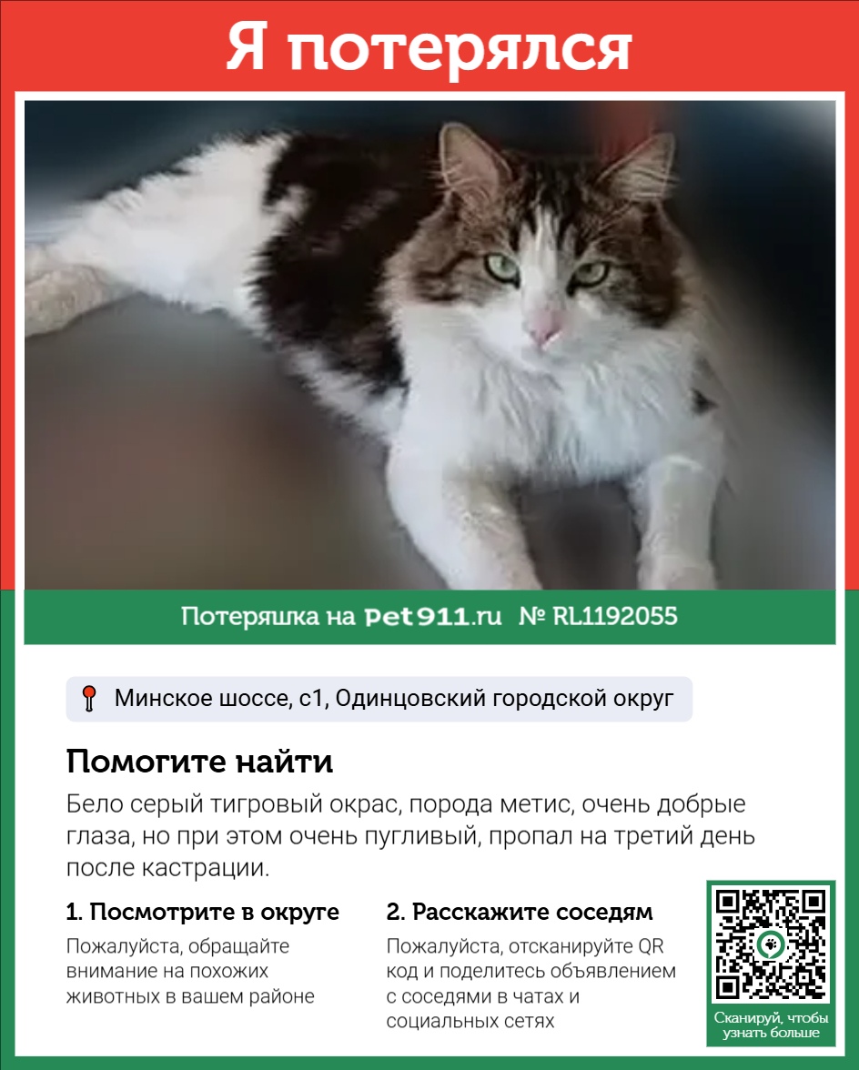 Пропавшая кошка в Марьиной Горке Пропала кошка в Марьиной Горке — фото объявления