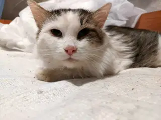 Найдена кошка в Горках — Люди 🔥 ‼️‼️ Прошу Максимальных Репостов ‼️‼️‼️ Котик Степа ищет тёплый Угол🙏