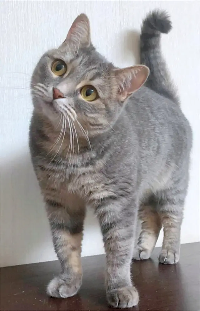 Пропала кошка в Горках — Хлоя - настоящая принцесса! 🐱 И ей очень нужна семья.