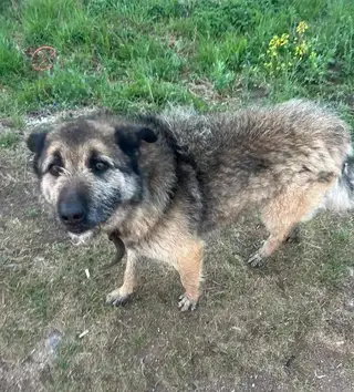 Пропала собака в Минске — https://lost-pet.net/ticket/227446/