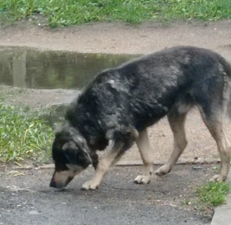 Пропала собака в Минске — https://lost-pet.net/ticket/227491/