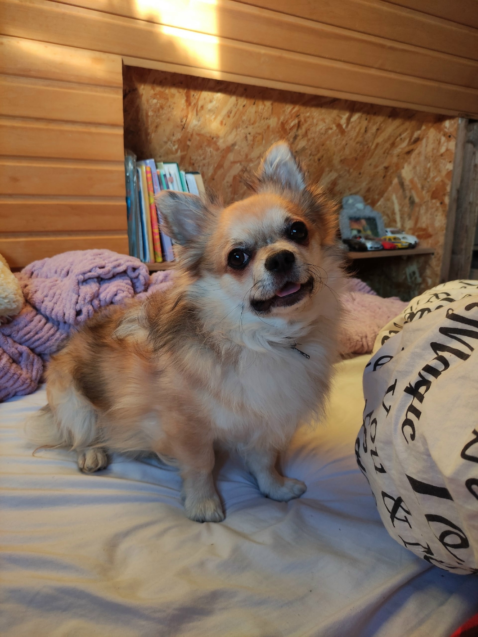 Пропала собака в Минске — https://lost-pet.net/ticket/227582/