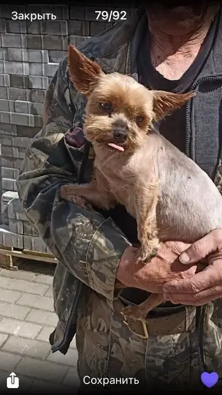 Пропала собака в Минске — https://lost-pet.net/ticket/227594/