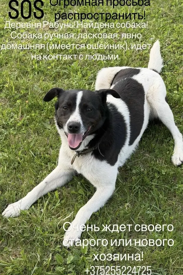 Найдена собака в Минске — https://lost-pet.net/ticket/227786/