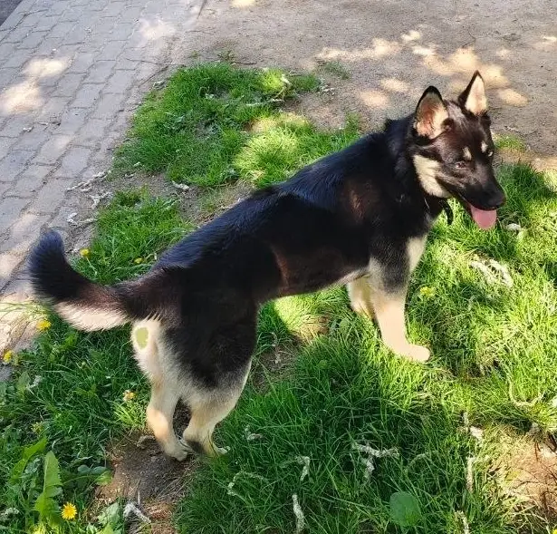 Найдена собака в Минске — https://lost-pet.net/ticket/227790/