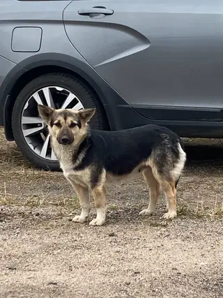 Пропала собака в Минске — https://lost-pet.net/ticket/227830/