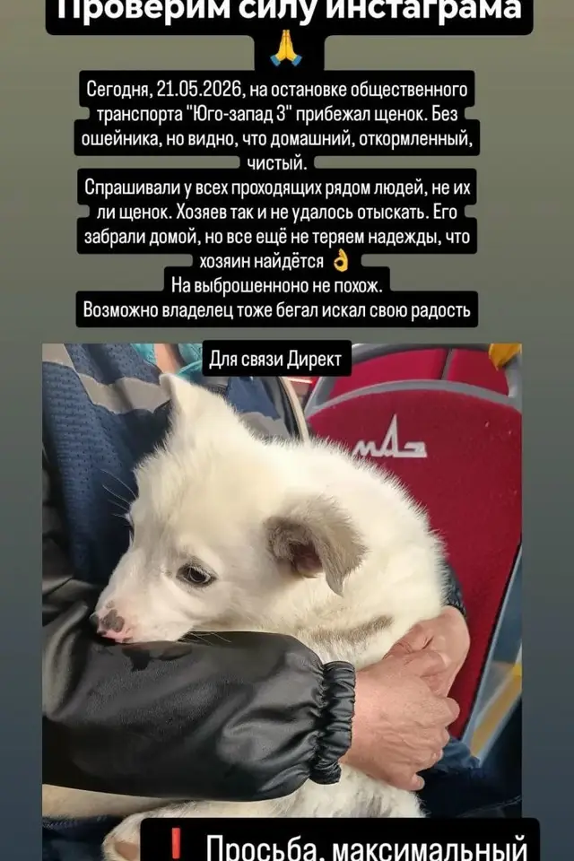 Найдена собака в Минске — https://lost-pet.net/ticket/228179/