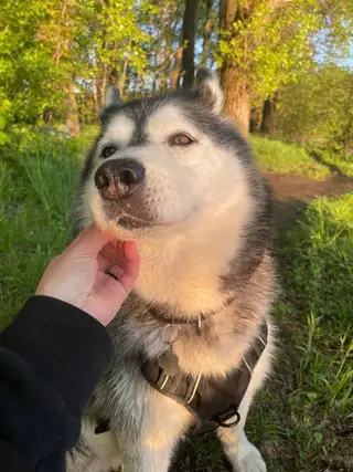 Пропала собака в Минске — https://lost-pet.net/ticket/228219/