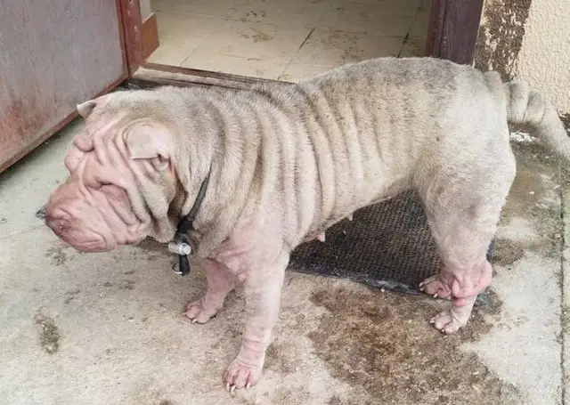 Найдена собака в Минске — https://lost-pet.net/ticket/228346/