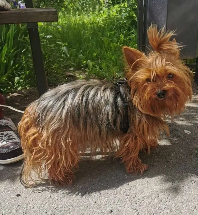 Найдена собака в Минске — https://lost-pet.net/ticket/228407/