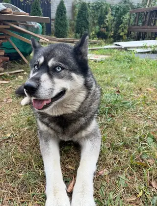Пропала собака в Минске — https://lost-pet.net/ticket/228417/