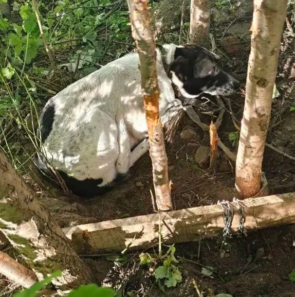 Найдена собака в Минске — https://lost-pet.net/ticket/228500/