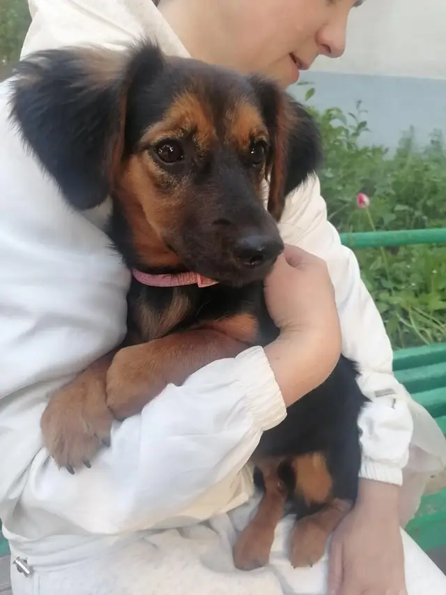 Найдена собака в Минске — https://lost-pet.net/ticket/228504/