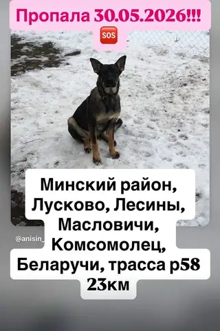 Пропала собака в Минске — https://lost-pet.net/ticket/228719/