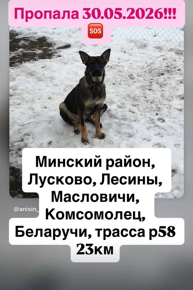 Пропала собака в Минске — https://lost-pet.net/ticket/228719/