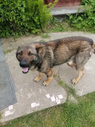 Пропала собака в Минске — https://lost-pet.net/ticket/228781/