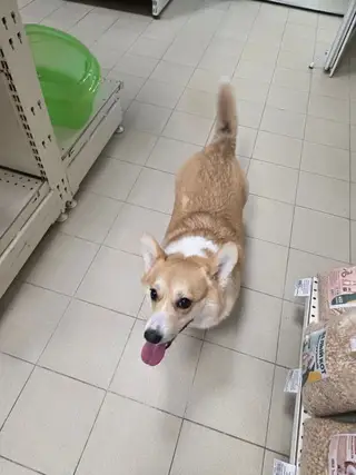 Найдена собака в Минске — https://lost-pet.net/ticket/228834/