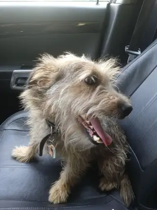 Пропала собака в Минске — https://lost-pet.net/ticket/228846/