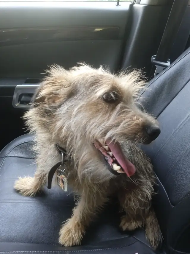 Пропала собака в Минске — https://lost-pet.net/ticket/228846/