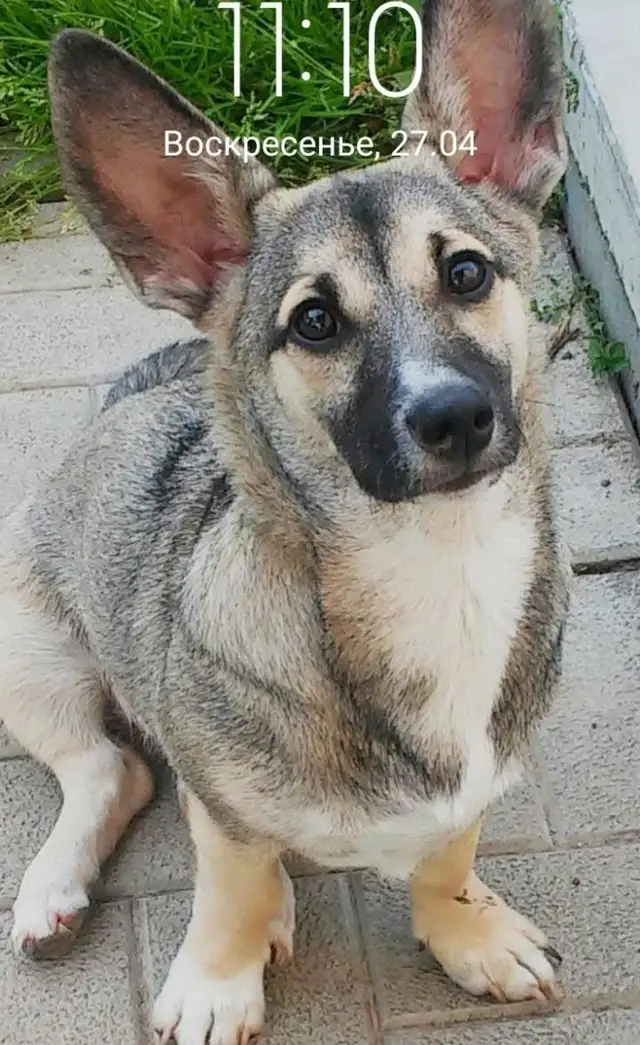 Пропала собака в Минске — https://lost-pet.net/ticket/228879/
