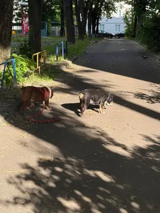 Пропала собака в Минске — https://lost-pet.net/ticket/228907/
