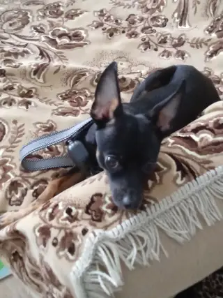 Пропала собака в Минске — https://lost-pet.net/ticket/228921/