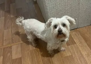 Найдена собака в Минске — https://lost-pet.net/ticket/228953/