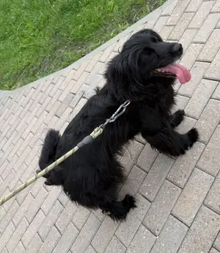 Найдена собака в Минске — https://lost-pet.net/ticket/229056/