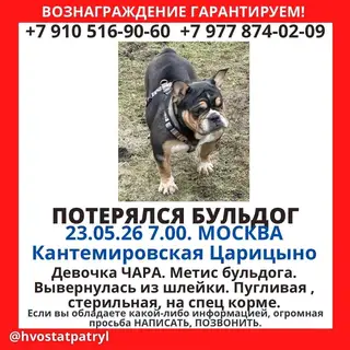 Найдена собака в Жодине — ЮАО, Царицыно/Москворечье-Сабурово