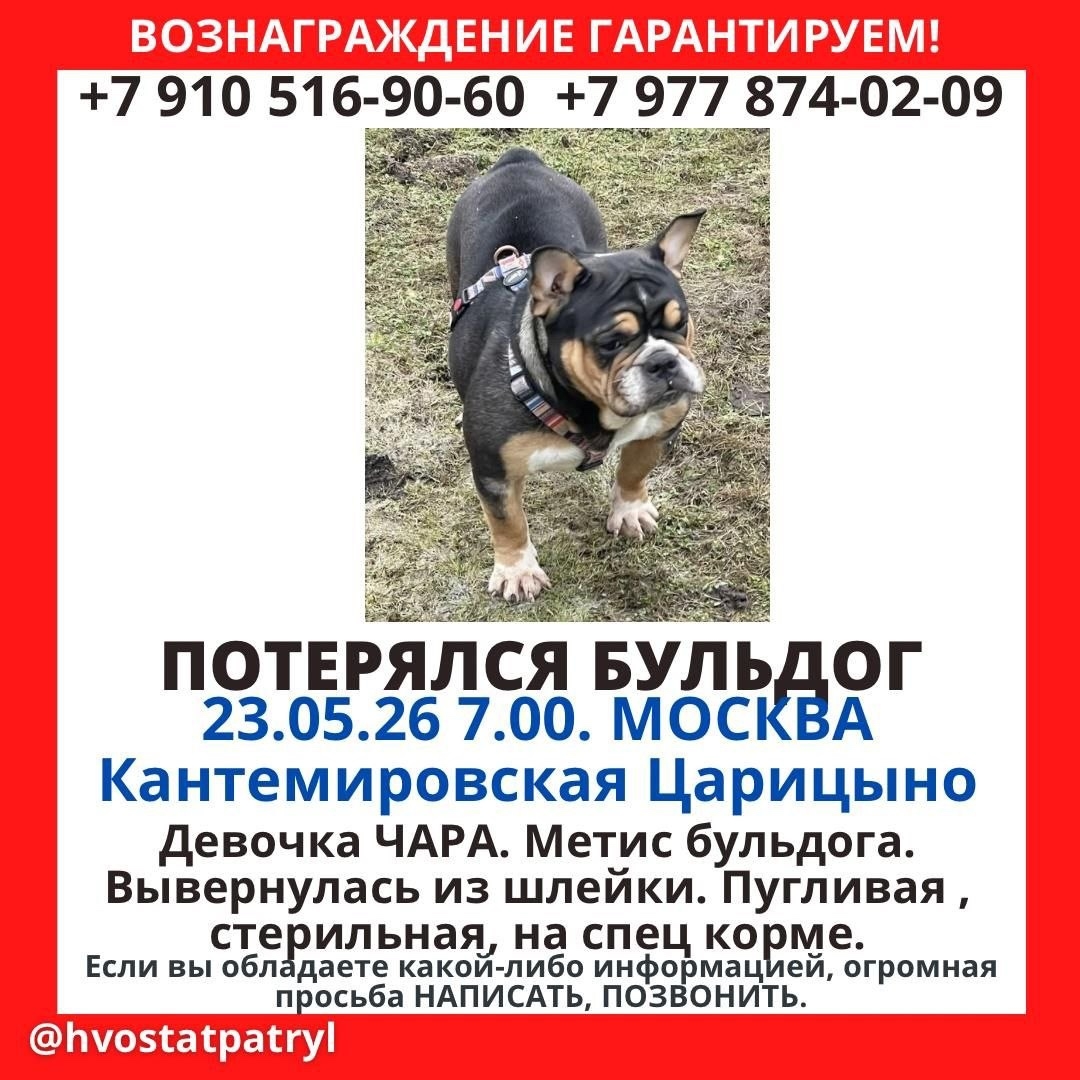 Найденная собака в Жодине: ЮАО, Царицыно/Москворечье-Сабурово Найдена собака в Жодине — ЮАО, Царицыно/Москворечье-Сабурово