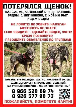 Пропала собака в Жодине — МО, ЧЕХОВСКИЙ РАЙОН
