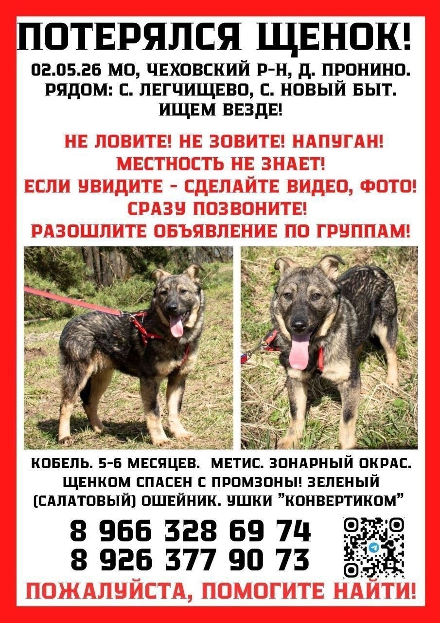 Пропавшая собака в Жодине: МО, ЧЕХОВСКИЙ РАЙОН Пропала собака в Жодине — МО, ЧЕХОВСКИЙ РАЙОН