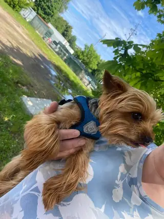 Найдена собака в Минске — https://lost-pet.net/ticket/229151/