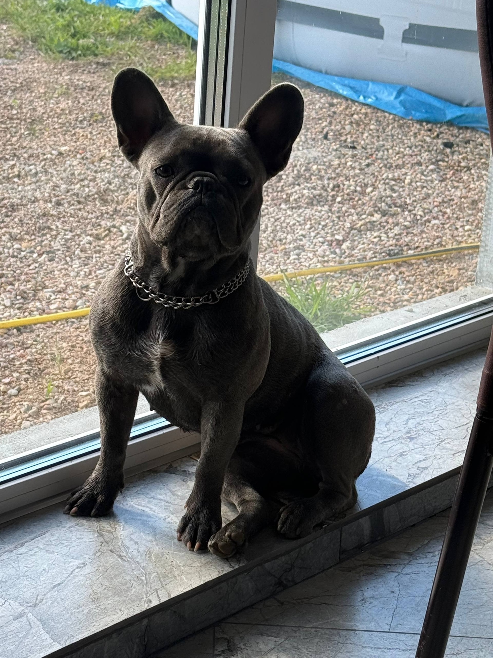 Пропала собака в Минске — https://lost-pet.net/ticket/229219/