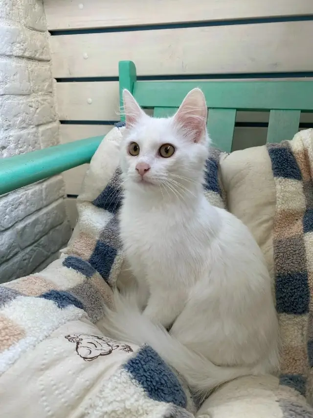 Найдена кошка в Солигорске — БЕЛОСНЕЖНЫЙ КОТИК ИЩЕТ ДОМ 🏡