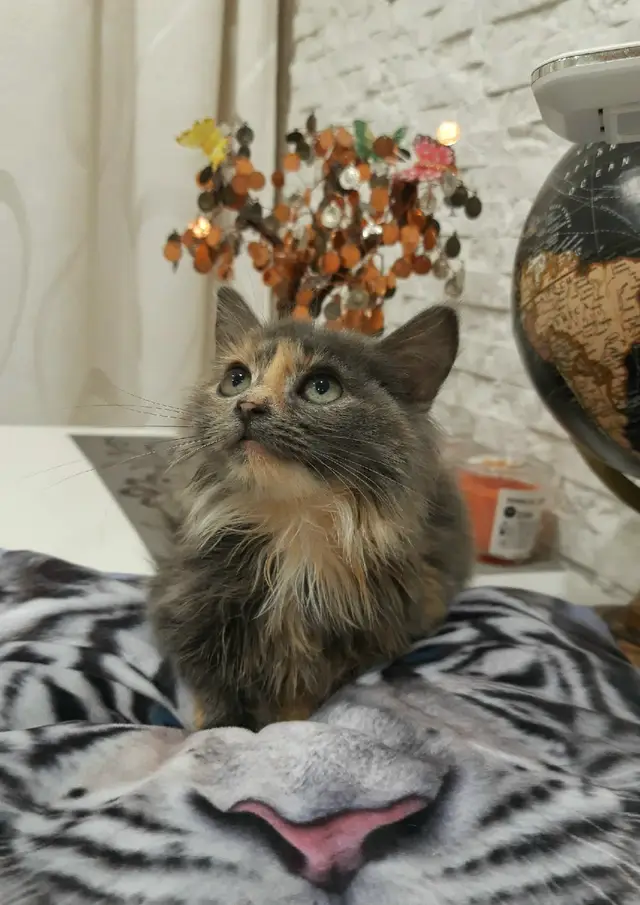 Найдена кошка в Солигорске — Кошечка, 3 месяца, ищет дом💛💛💛 Ходит на лоток, в еде не привередлива. Очень ласковая, игривая и…
