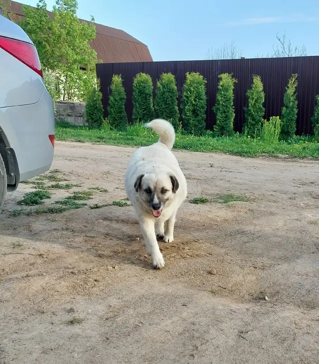 Найдена собака в Солигорске — Ищем дом собачке из этого поста https://vk.com/wall-34083000_303416.