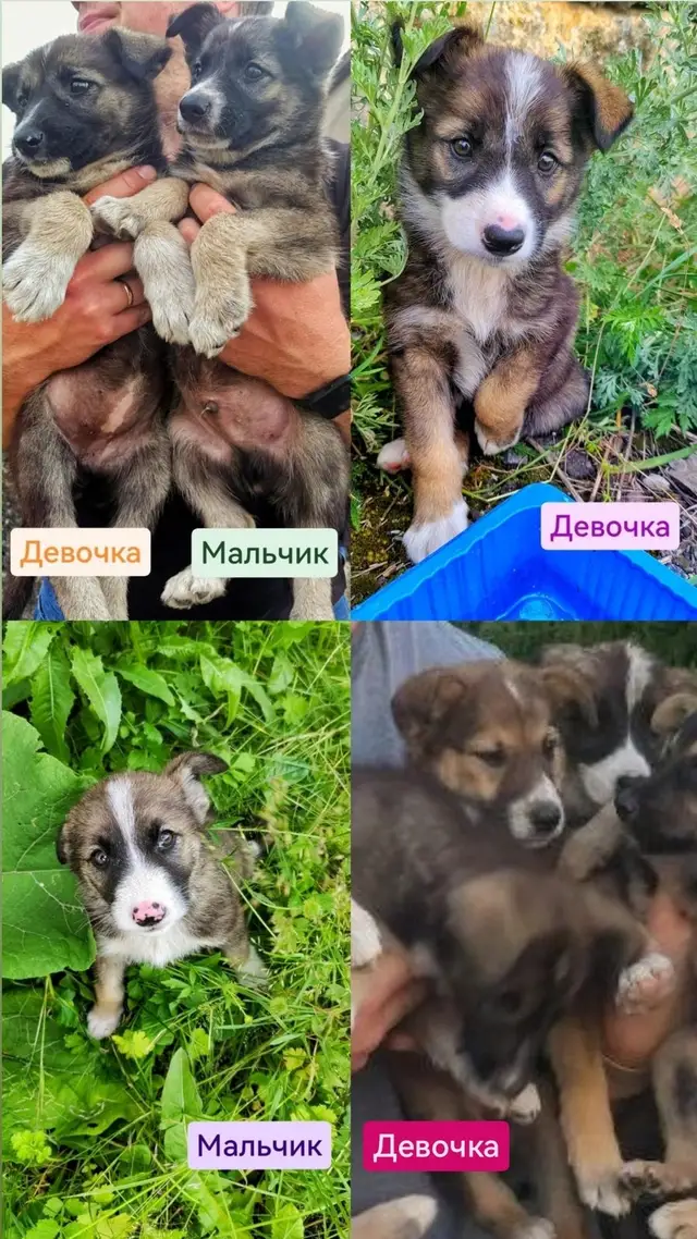 Найдена собака в Солигорске — Малышам нужны семьи🥺🙏