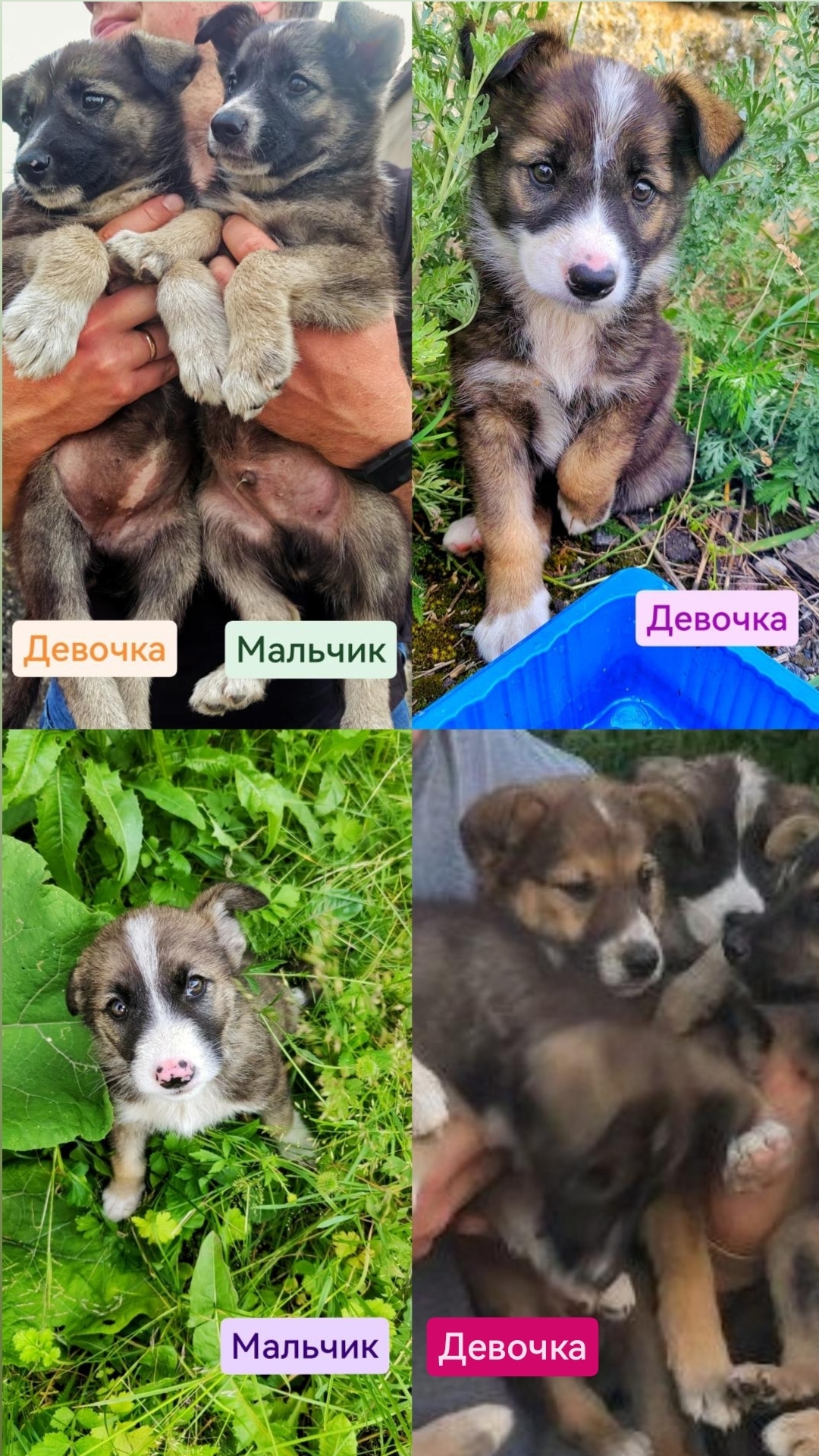 Найдена собака в Солигорске — Малышам нужны семьи🥺🙏