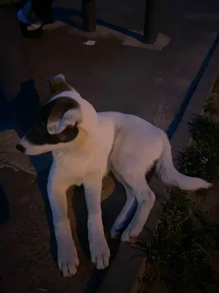 Пропала собака в Солигорске — Срочно!