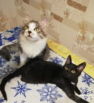 Найдена кошка в Солигорске — Котята-подростки ищут дом!