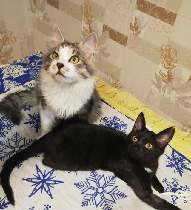 Найдена кошка в Солигорске — Котята-подростки ищут дом!