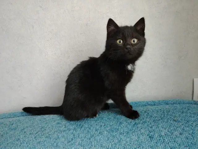 Найдена кошка в Солигорске — Котёнок ищет дом! 🏡